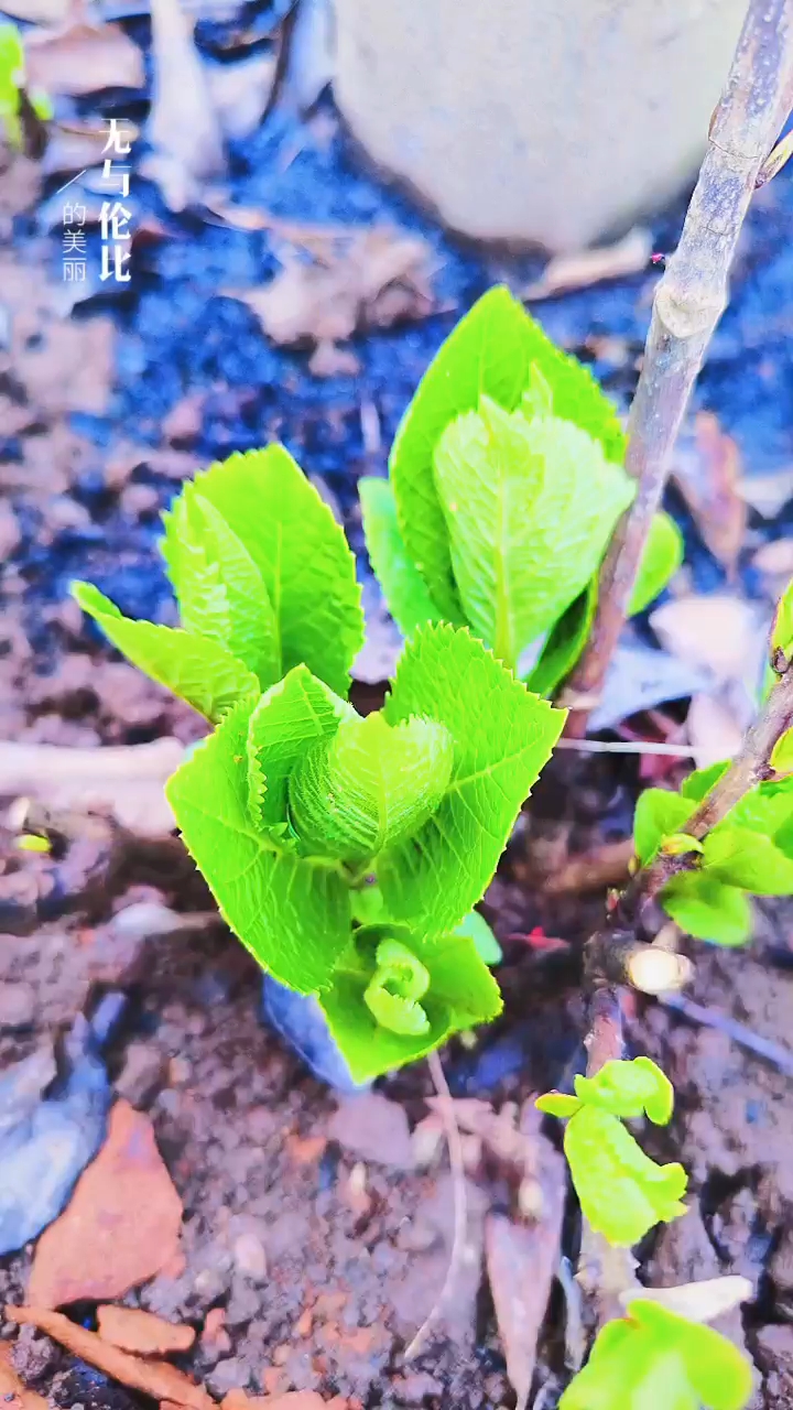 關于小草的奇妙世界，探索最新地址的無限可能